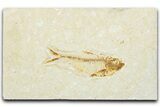 Detailed Fossil Fish (Diplomystus) - Wyoming #331043-1